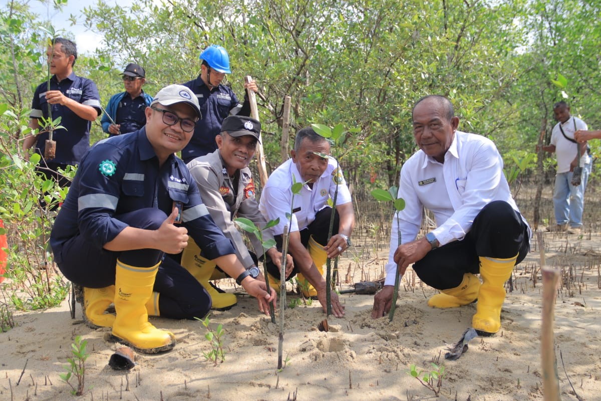 Langkah Berkelanjutan PT Timah Dalam Melestarikan Lingkungan, Tanam 2500 Bibit Mangrove di Karimun 